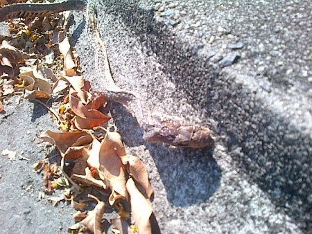 et quelques jours apres....