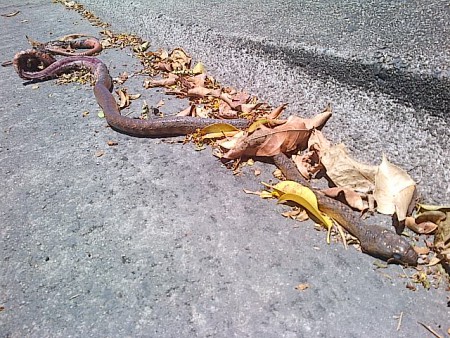 Taipan, un des serpents les  plus dangereux, sympa de trouver ca pres de la maison!!!